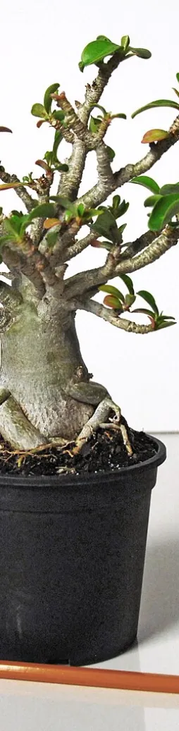 Adenium multiflorum en pot