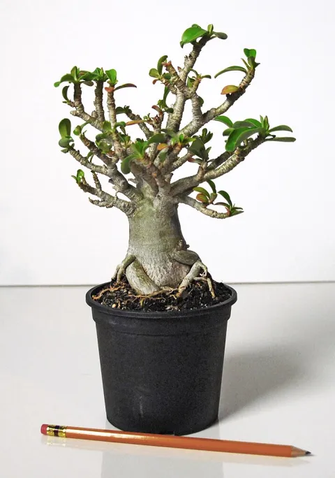 Adenium multiflorum i en potte