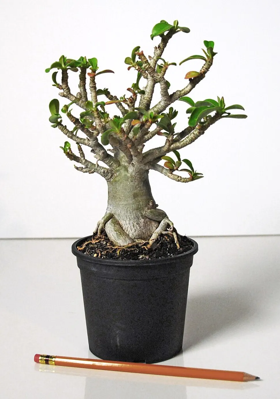 Adenium multiflorum im Topf