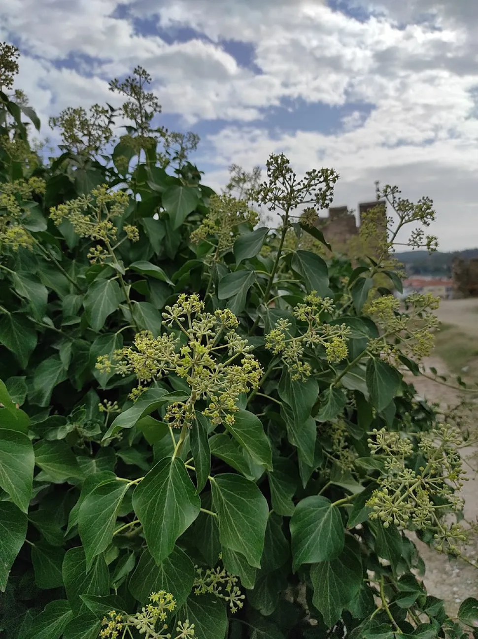 Vedbend i blomst