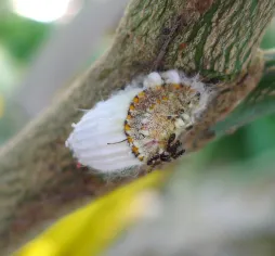 Cochenille farineuse, accompagnée par des fourmis pour son miellat.
