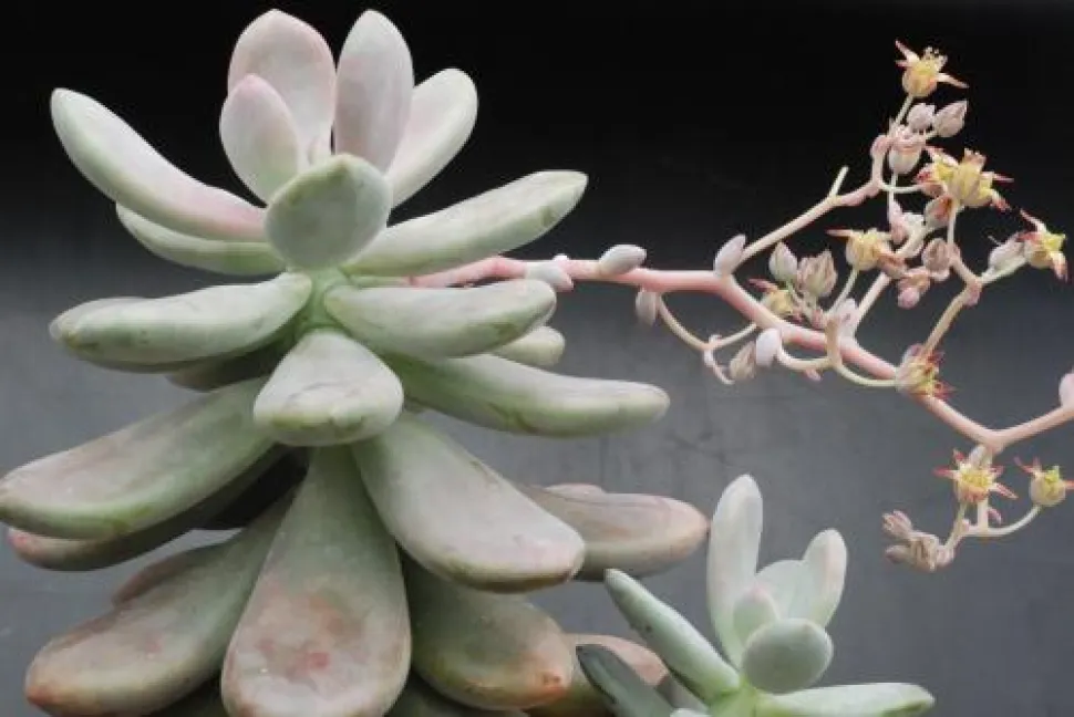Graptopetalum amethystinum in flower
