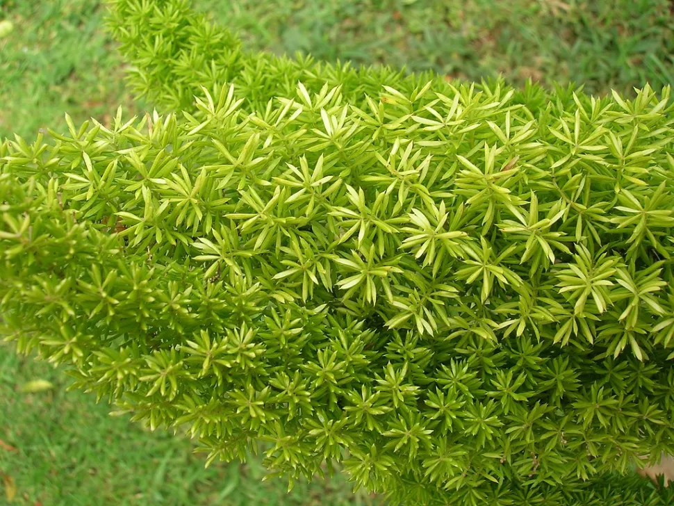 Asparago coda di volpe cladode