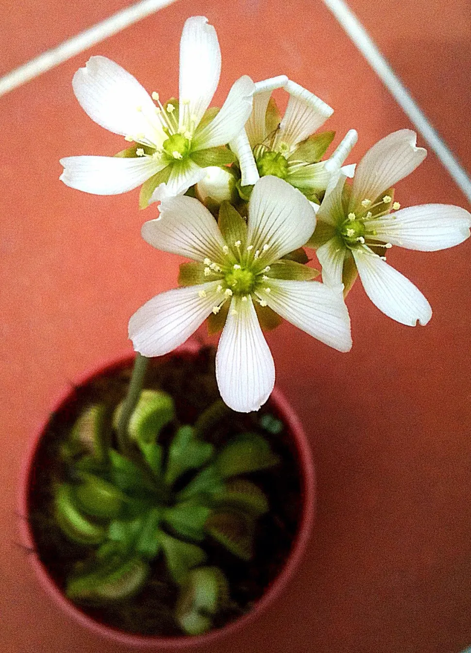 Bloemen van Dionaea muscipula