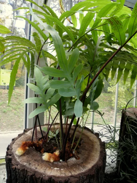 Pólipo dourado em vaso