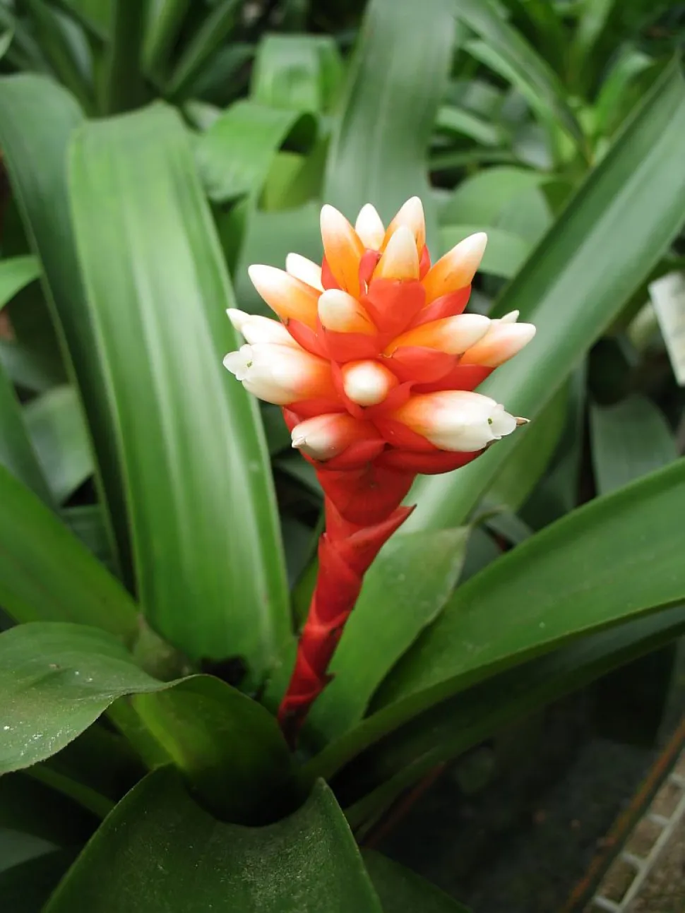 Flores de Guzmania musaica