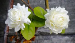 Arabischer Jasminzweig