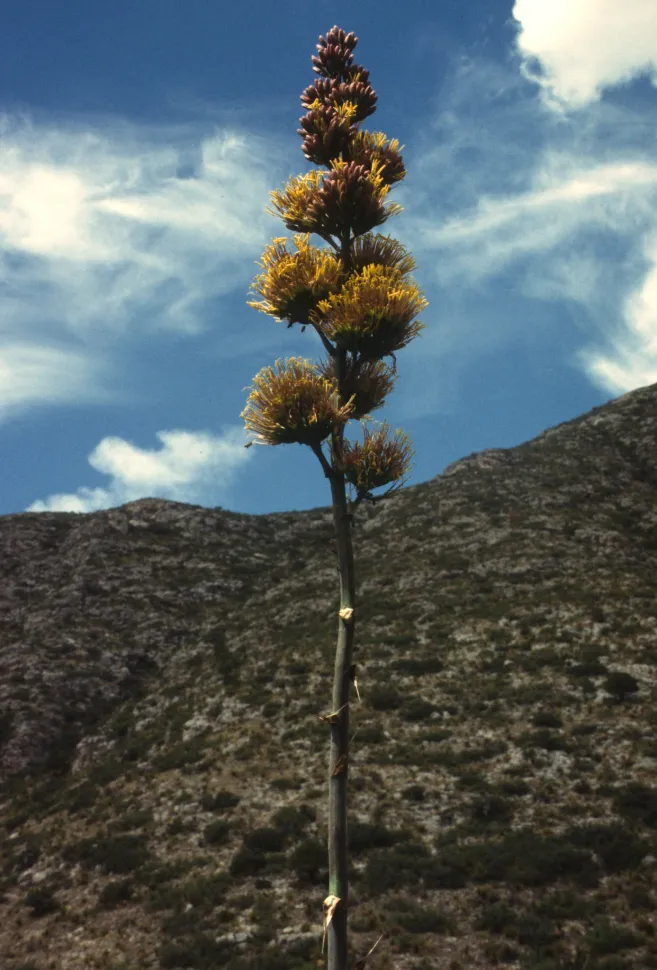 Inflorescence Agave americana