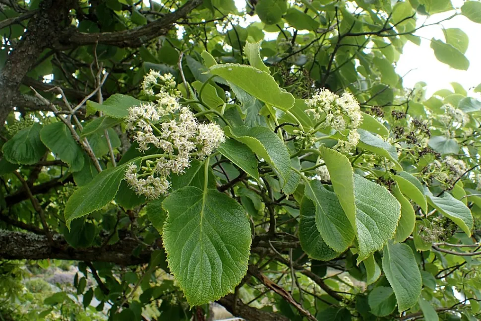 Ehretia dicksonii fiori bianchi