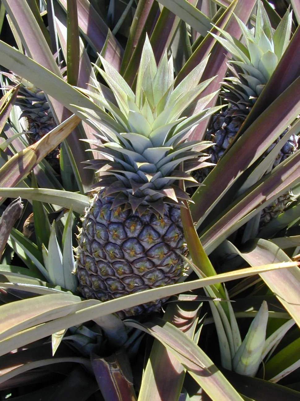 Ananas comosus frugt