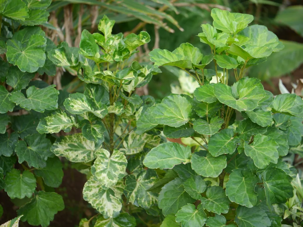 Foglie verdi Aralia balfouriana