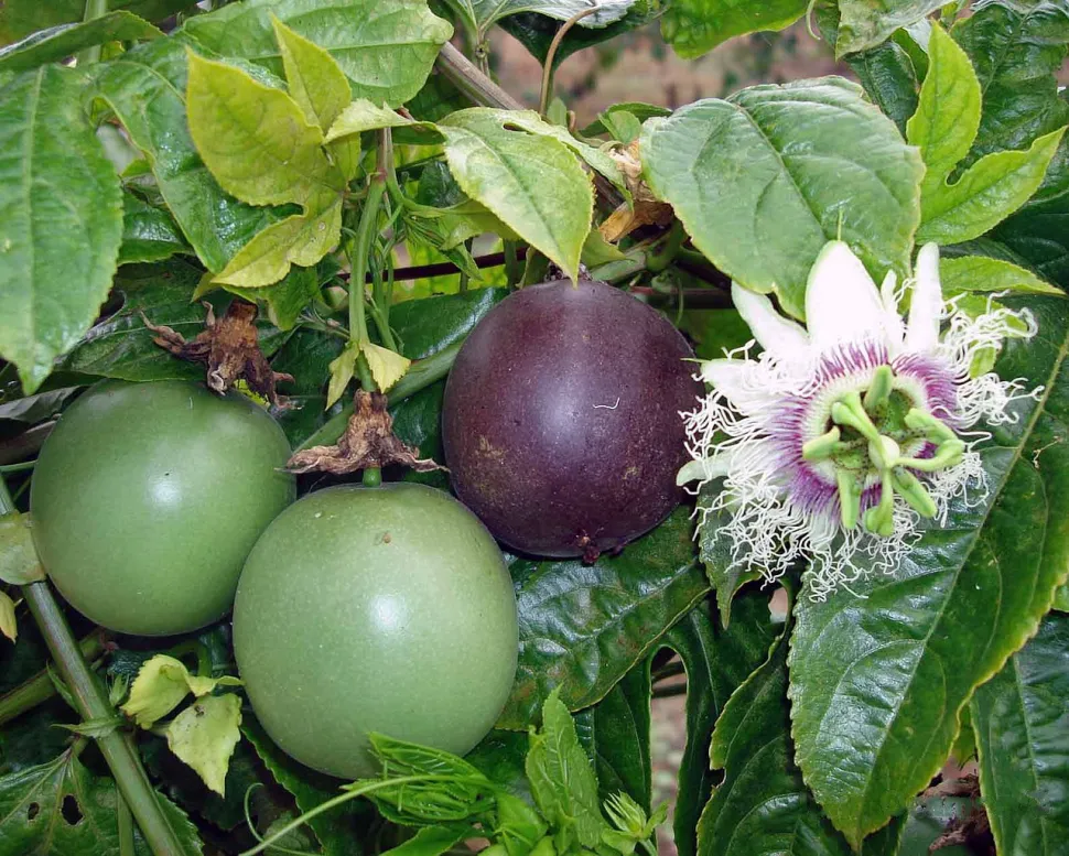 Passionsfrucht