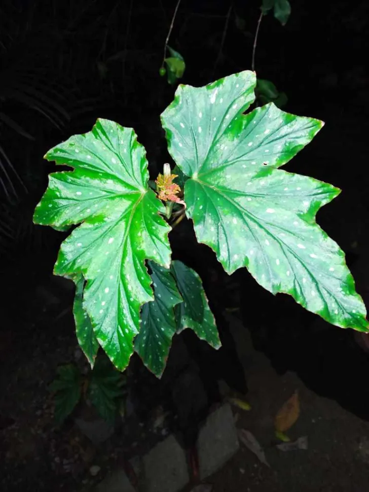 Grønne blade Begonia aconitifolia