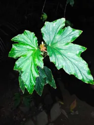 Hojas verdes Begonia aconitifolia