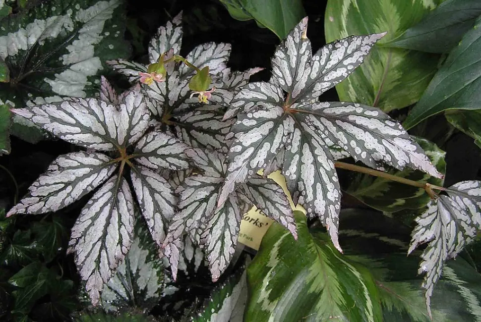 Grønne og sølvfarvede blade Begonia rex