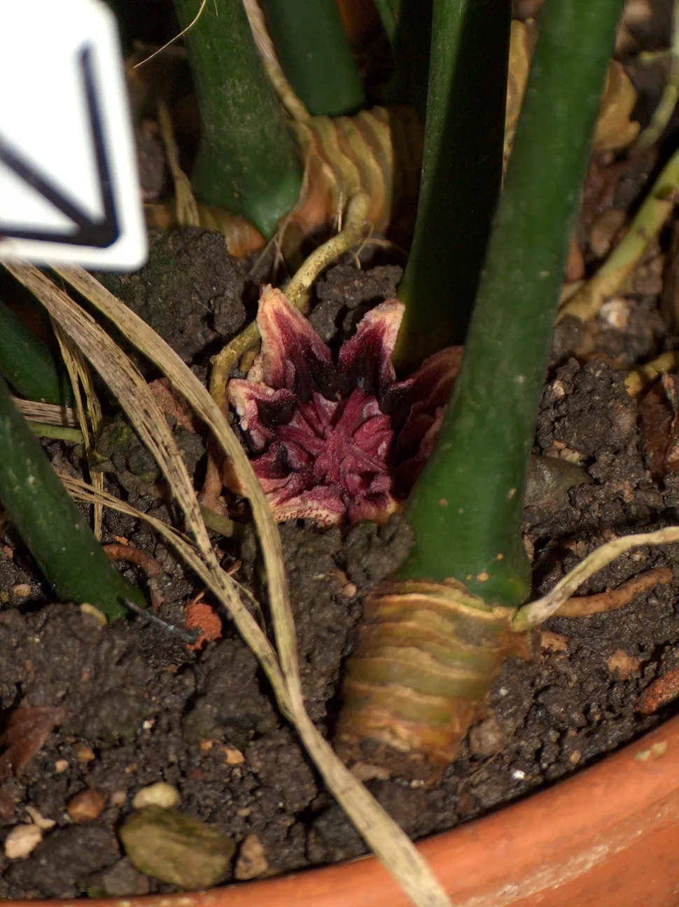 Purple-brown flower Aspidistra elatior