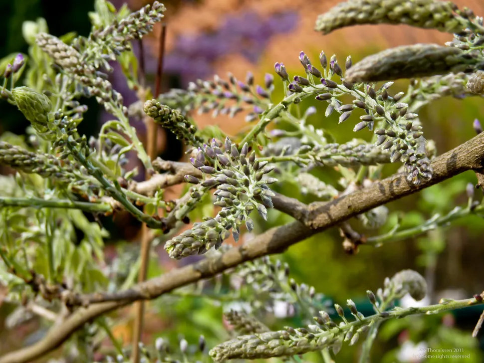 Blomsterknopper af kinesisk blåregn