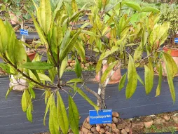 African fig tree in pot