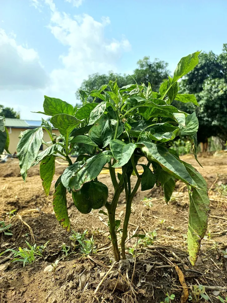 Planta de pimiento en el suelo