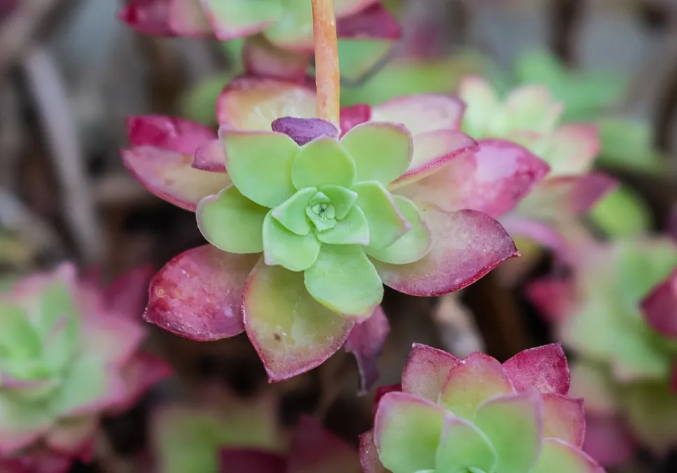 Blätter von Sedum palmeri
