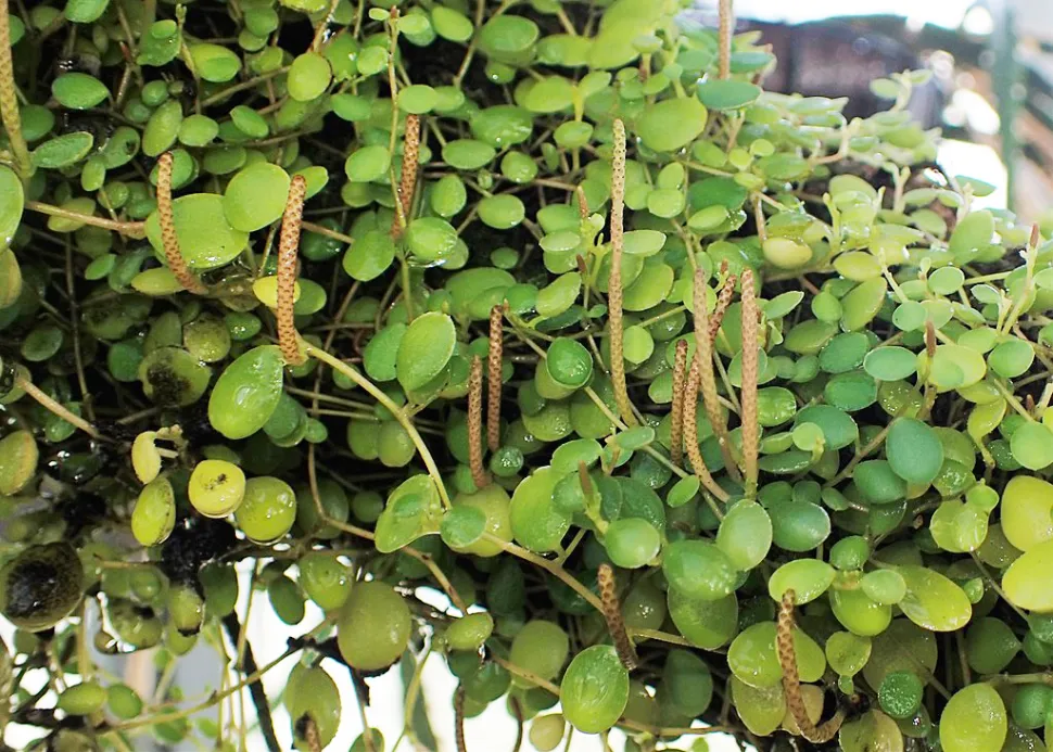 Blumen von Peperomia Hope