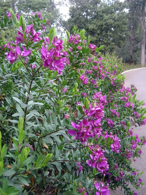 Polygala myrtifolia i blomst