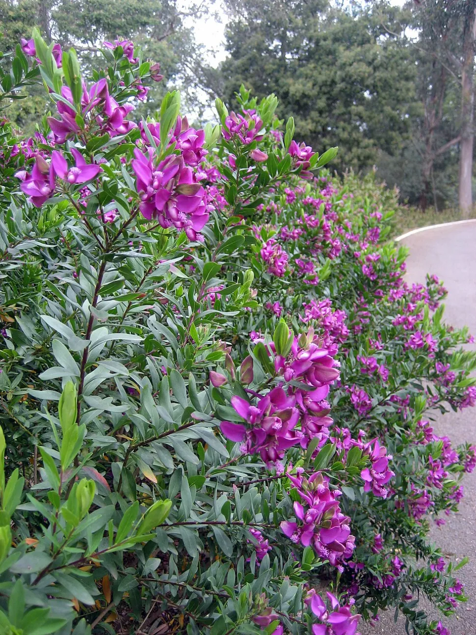Polygala myrtifolia in bloom