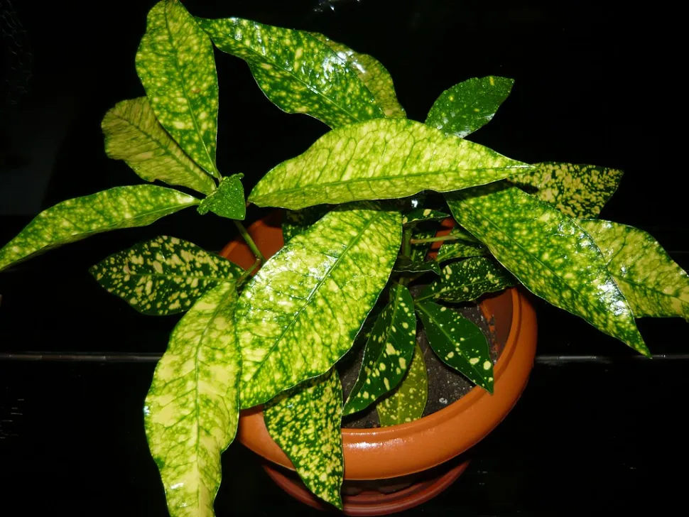 Croton im Topf