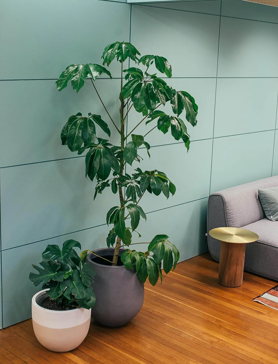 Monstera y schefflera en un salón