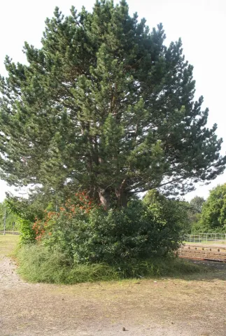 Pinus nigra en pleine terre