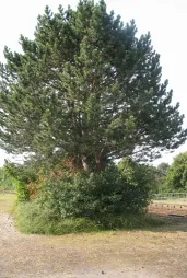Pinus nigra in de grond