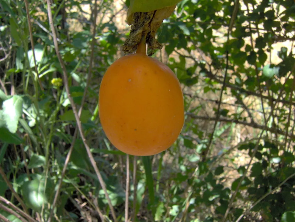 Frugt Passiflora edulis
