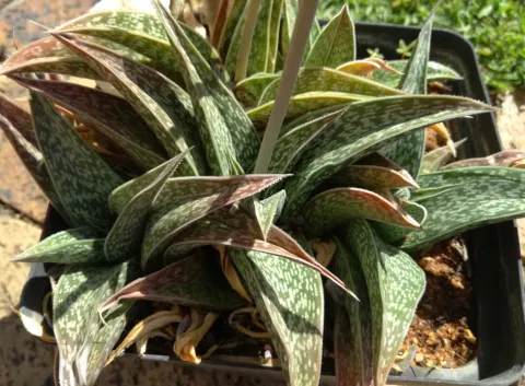 Gonialoe dinteri aloe fogliame verde-marrone