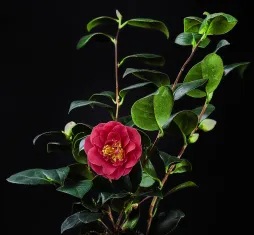 Camelia japonica roze bloem
