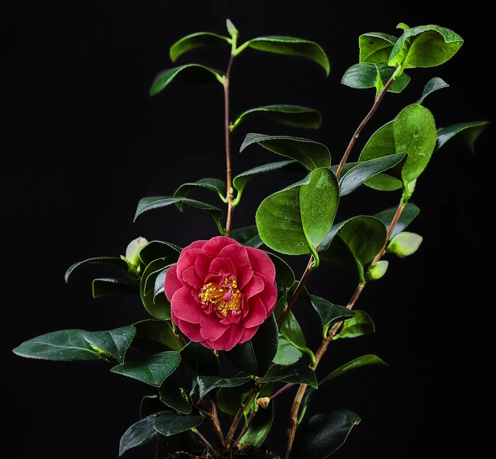 Camellia japonica fleur rose