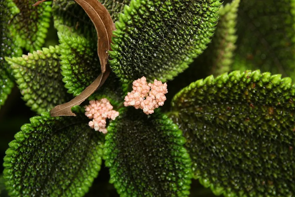 Flores rosas Pilea involucrata