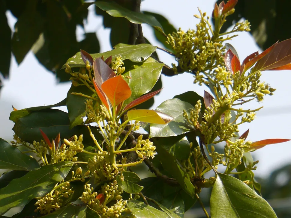Fiori di avocado