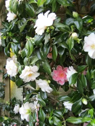 Camélia rose et blanc 'Lady Vansittart'