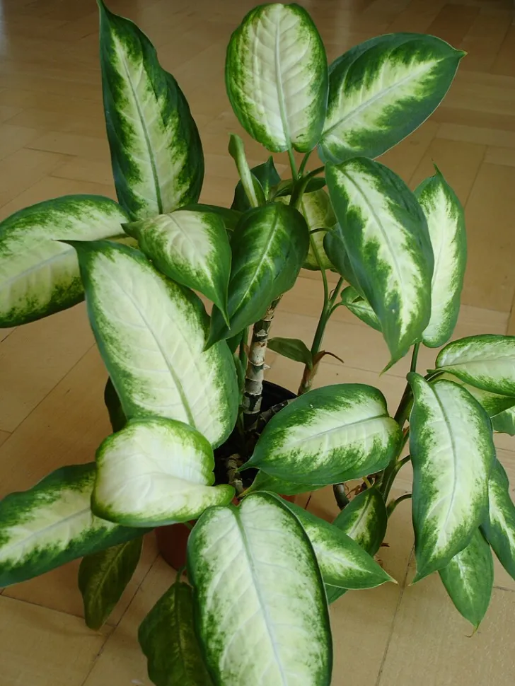 Dieffebachia ‘Camilla’ – Pianta Tropicale Da Interno, Perfetta Per Principianti, In Vaso 12 Cm, Altezza 20-30 Cm