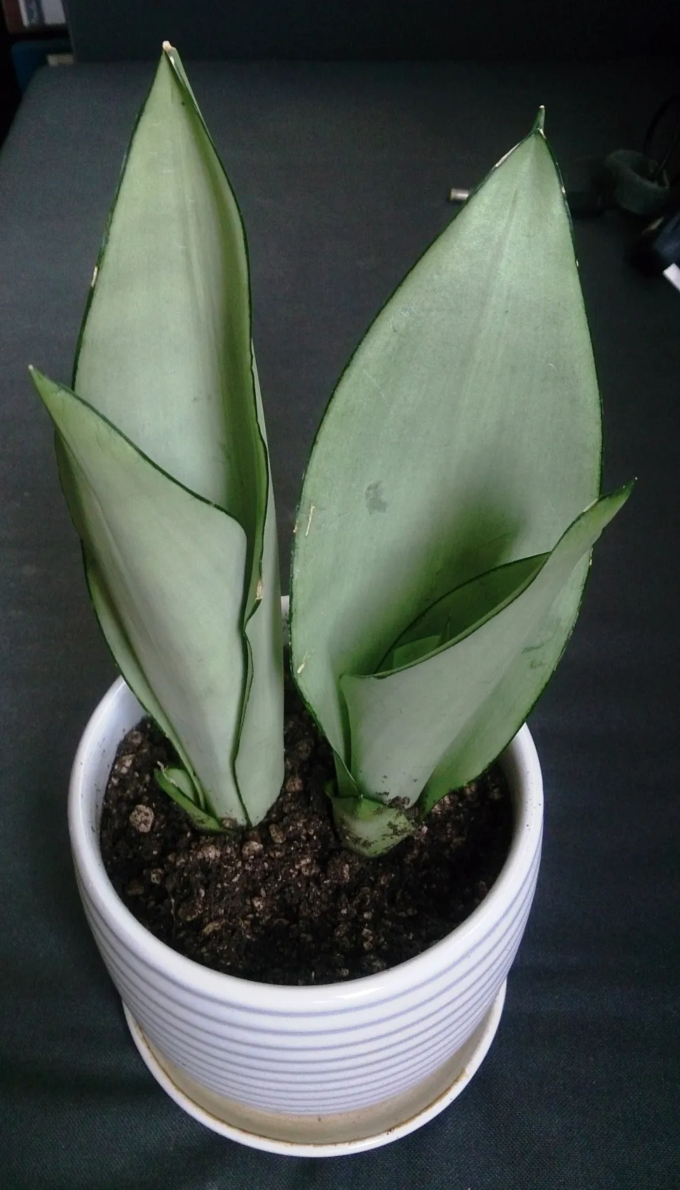 Sansevieria trifasciata 'Moonshine' i en potte
