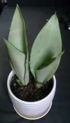 Sansevieria trifasciata 'Moonshine' in pot