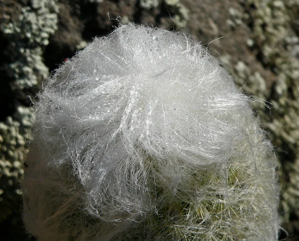 Cactus cierge recouvert de poils Espostoa melanostele nana