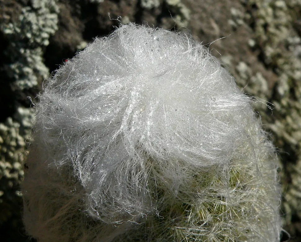 Cactus cierge recouvert de poils Espostoa melanostele var. nana