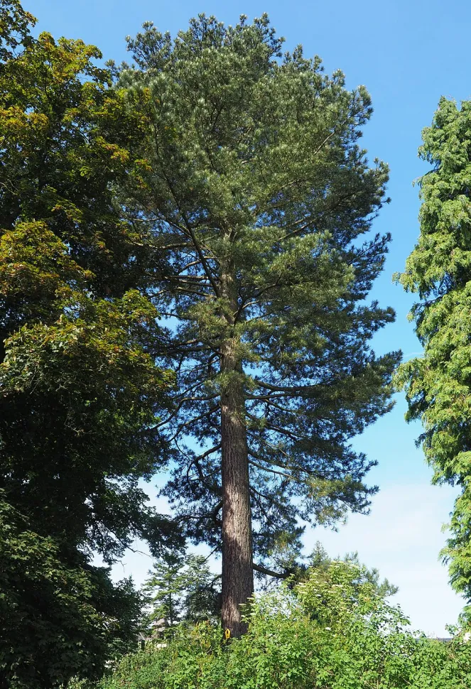 Pino nero pinus nigra
