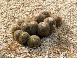 Mammillaria polythele im Freiland