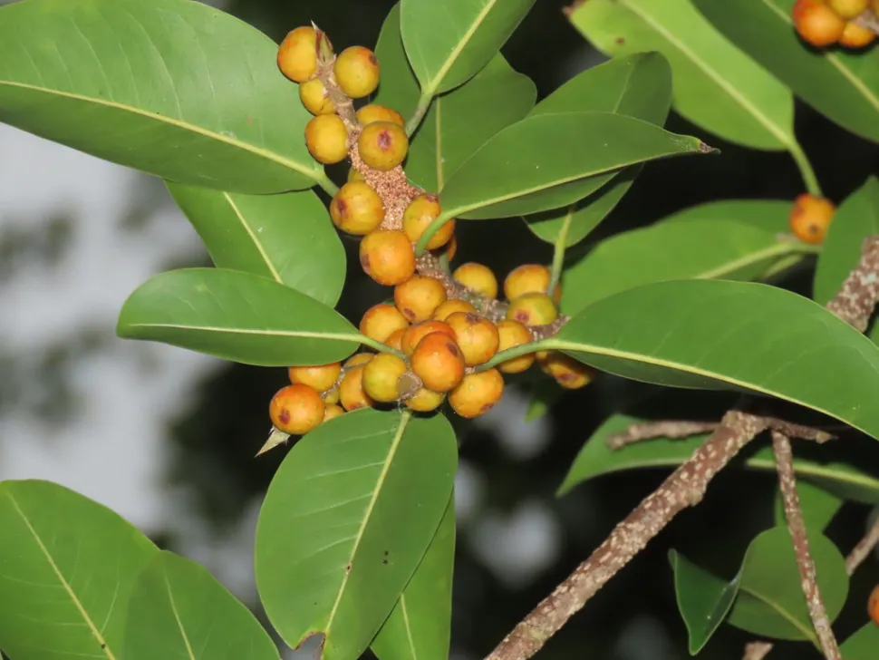 Früchte des Säbelblättrigen Ficus