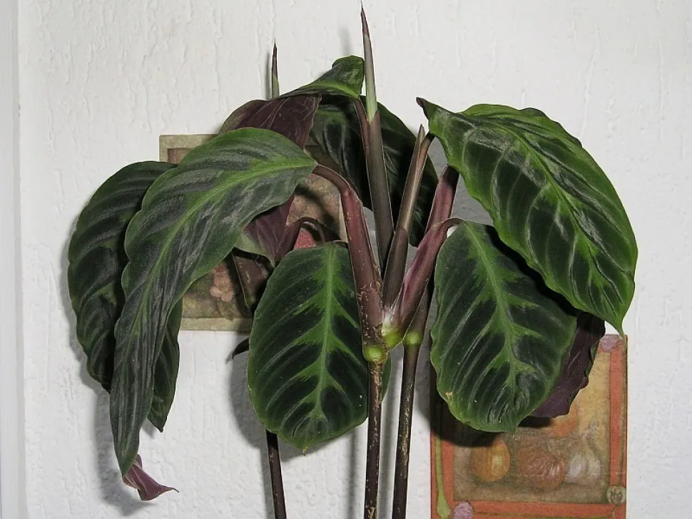 Hojas verdes bicolores Goeppertia warscewiczii