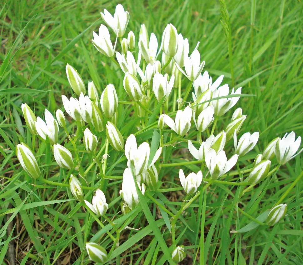 La bellezza delle undici Onrithogalum umbellatum