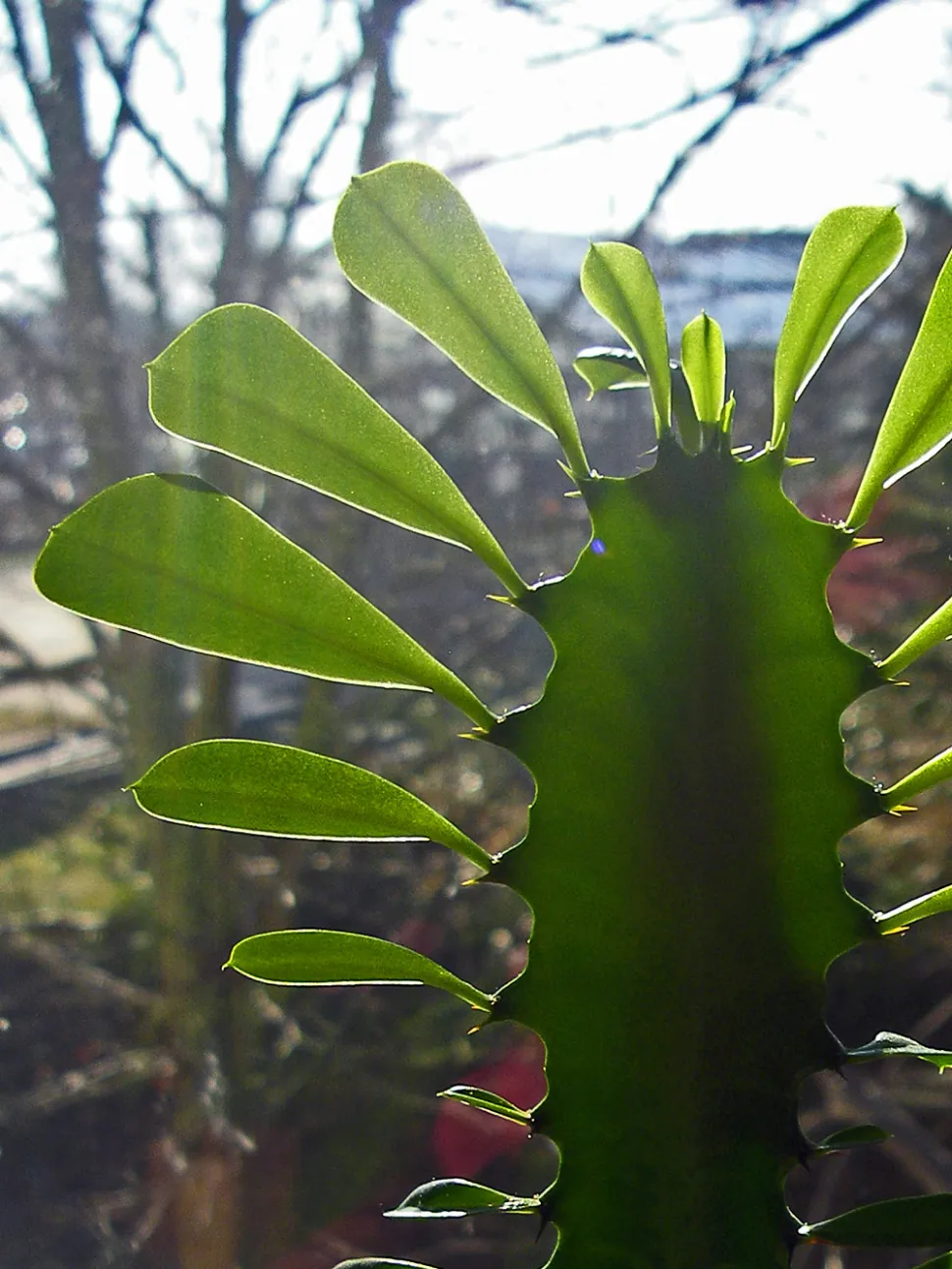 Blätter von Euphorbia trigona