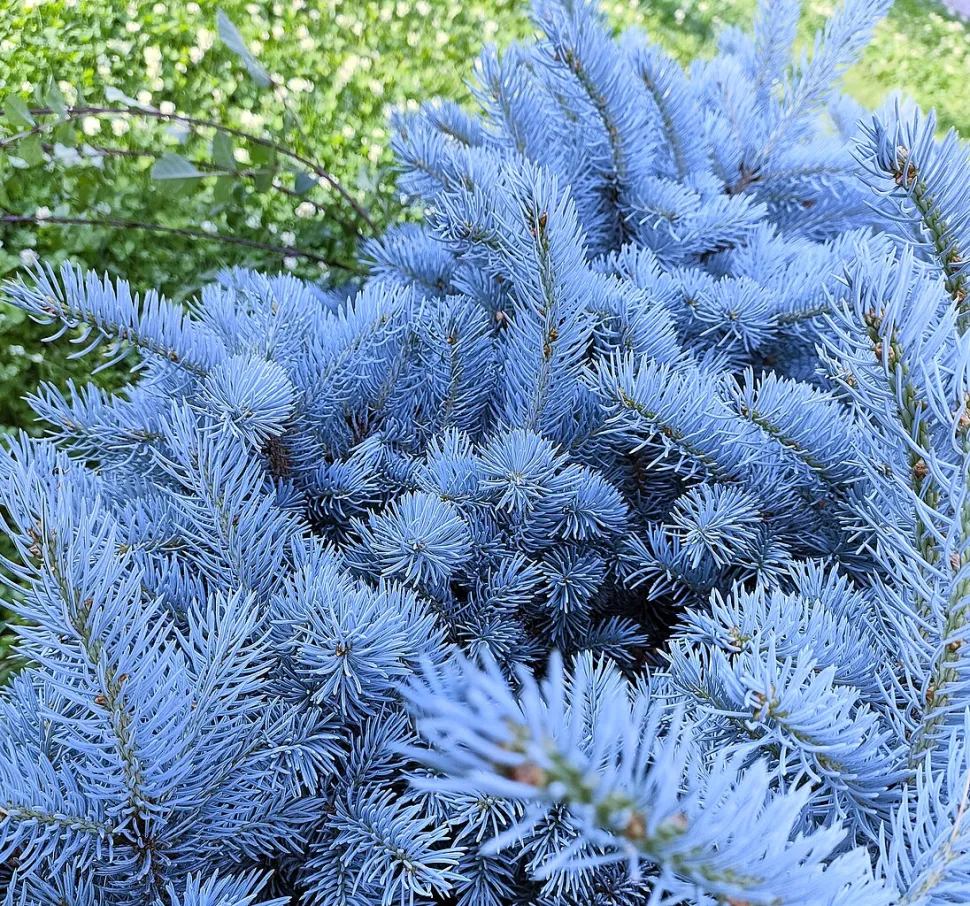 Blue needles Picea pungens